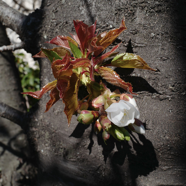 regain fleur cerisier