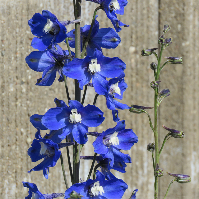 Delphinium