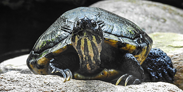 20210709 1561CPw [D~OS] Schildkröte, Zoo Osnabrück