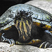 20210709 1561CPw [D~OS] Schildkröte, Zoo Osnabrück