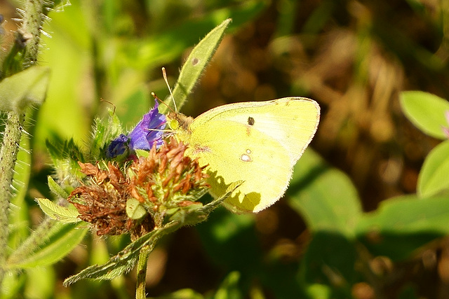 Colias hyale bei der Mahlzeit