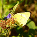 Colias hyale bei der Mahlzeit