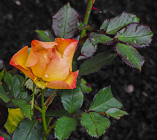 20221015 1840CPw [D~LIP] Zwergrose (Rosa 'Kordes Summer of Love'), Bad Salzuflen