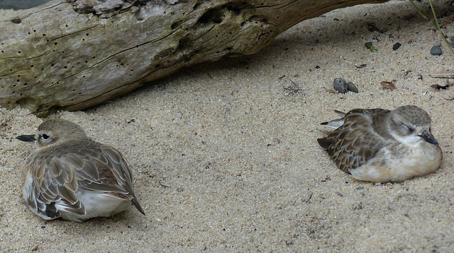 New Zealand Dotterel (1) - 21 February 2015