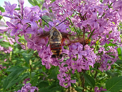 Snowberry Clearwing Moth (Hemaris diffinis) on Lilac