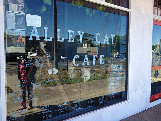 Cat Cafe in Ballarat!