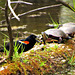 Red-winged Blackbird & Turtles