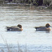 20180407 3688CPw [D~LER] Pfeifente, Holtgaster See, Holtgasten