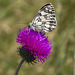 Melanargia galathea - Marbled White