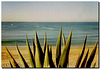 Agave sulla spiaggia Armaçao de Pera '91