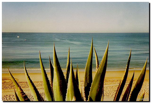 Agave sulla spiaggia Armaçao de Pera '91