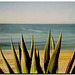 Agave sulla spiaggia Armaçao de Pera '91