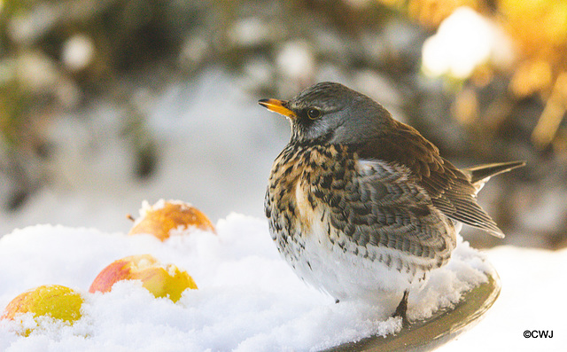 Fieldfare Fieldfare