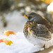 Fieldfare