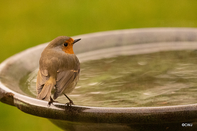 Orchard Robin dropping by for a drink