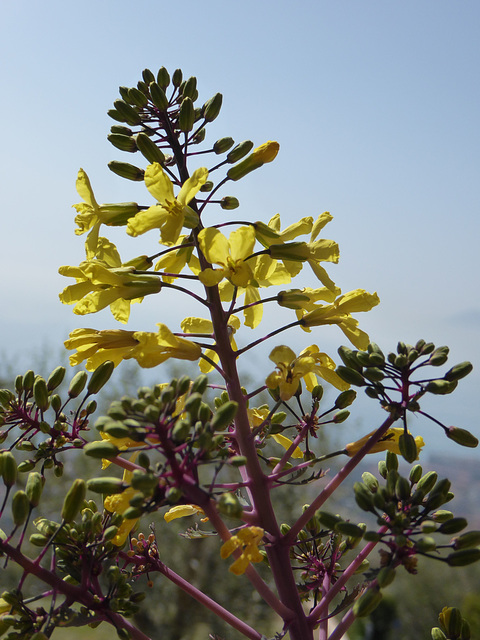 Giallo di Primavera