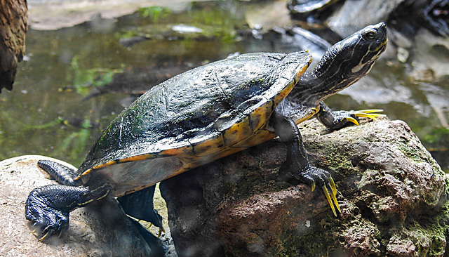 20210709 1562CPw [D~OS] Schildkröte, Zoo Osnabrück