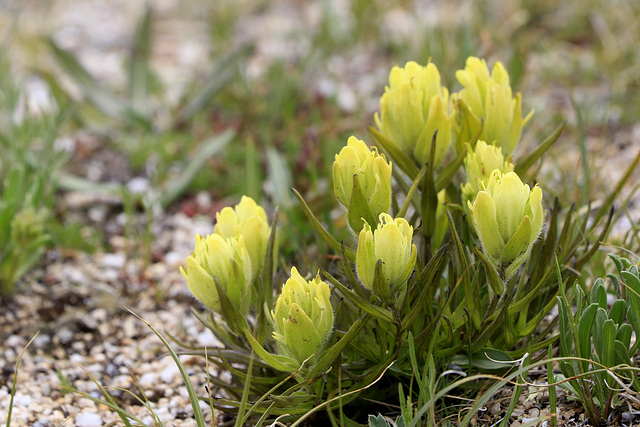 Northern Yellow Paintbrush