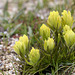 Northern Yellow Paintbrush