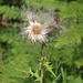 Der Zauber einer Distel