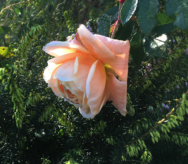 Une des dernières roses d'octobre