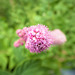 Pink and Green