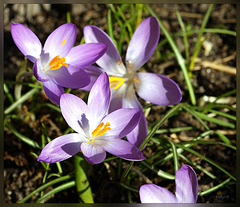 crocus