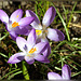 crocus