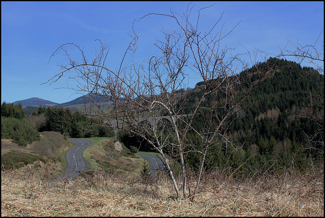 Rosa canina