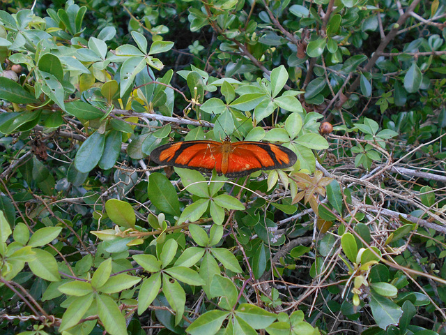 DSCN6087 - borboleta Julia ou labareda Dryas iulia alcionea, Heliconiinae Nymphalidae Lepidoptera