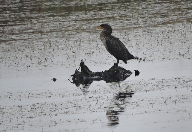 Cormorant