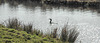 20180407 3689CPw [D~LER] Kormoran, Holtgaster See, Holtgasten