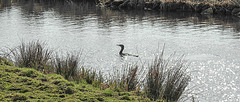 20180407 3689CPw [D~LER] Kormoran, Holtgaster See, Holtgasten