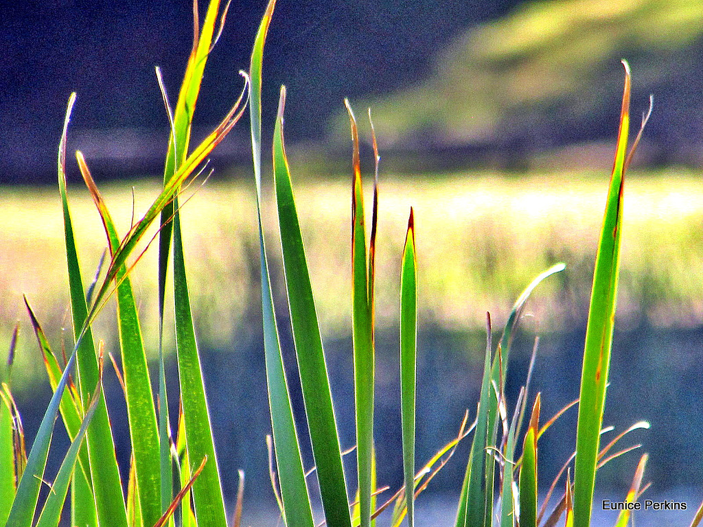 Reeds