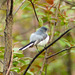 Day 3, Blue-gray Gnatcatcher, Pt Pelee, Ontario