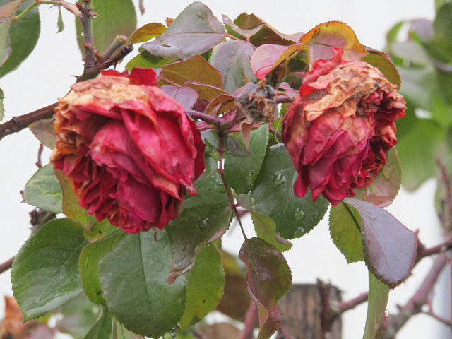 Rosen nehmen Abschied