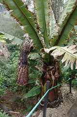 Giant Banana