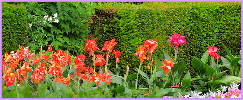 Canna Iridiflora............