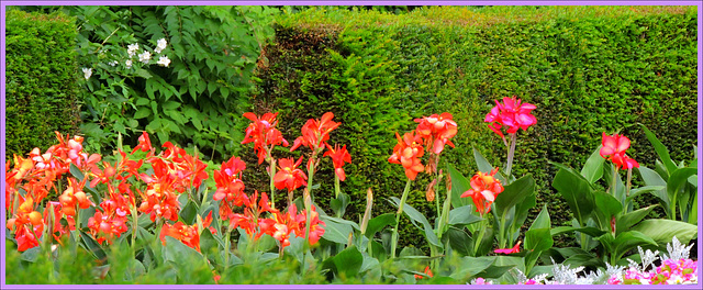 Canna Iridiflora............