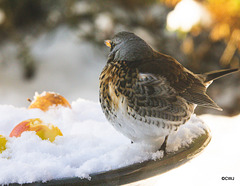 Fieldfare