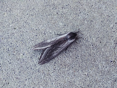 Motel moth