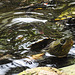 20210709 1563CPw [D~OS] Schildkröte, Zoo Osnabrück