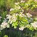 Eingriffeliger Weißdorn (Crataegus monogyna)