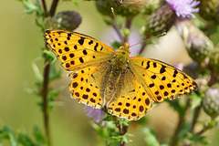 Kleiner Perlmutterfalter (dorsal)