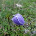 Blume Lesbos