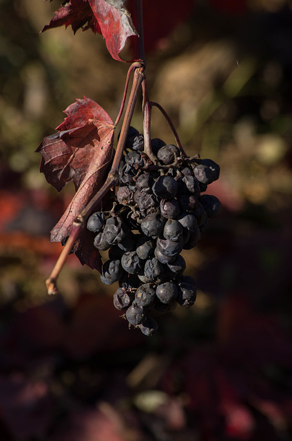 balade dans les vigne avec quelque grapillage par ci, par là