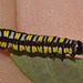 IMG 8050Caterpillar