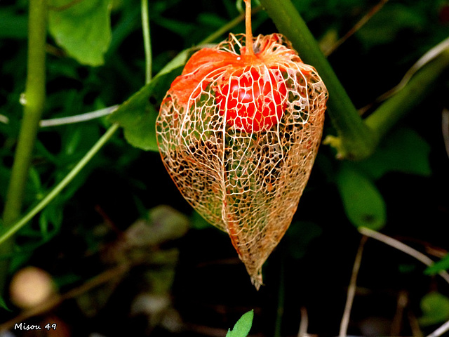 MON JARDIN