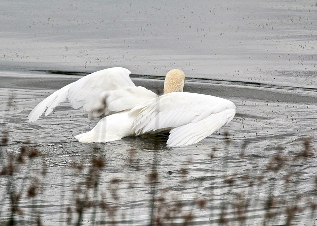 Bauchlandung auf dem Wasser