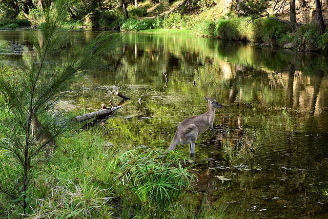 Camouflaged kangaroo.